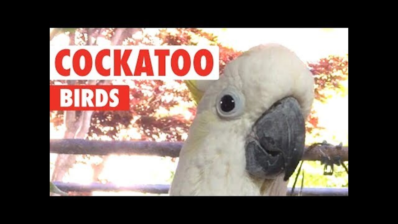 Funny Cockatoo Bird Videos That'll Make You Chuckle