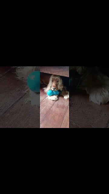 #dogshow , #animals , #dogs , #shorts