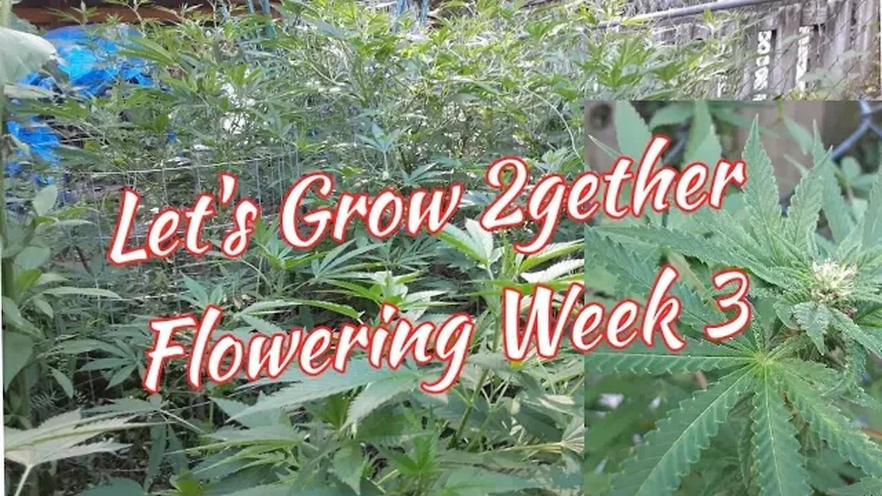 Let's Grow 2gether Week 3 : Defoliation, Bending & FFJ Spray