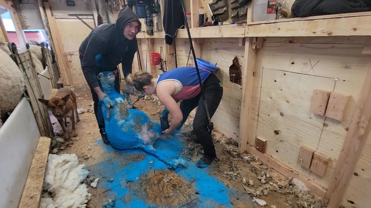 What Did You Want Us To Do With The Sheep Again?? Shearing Sheep In Colorado