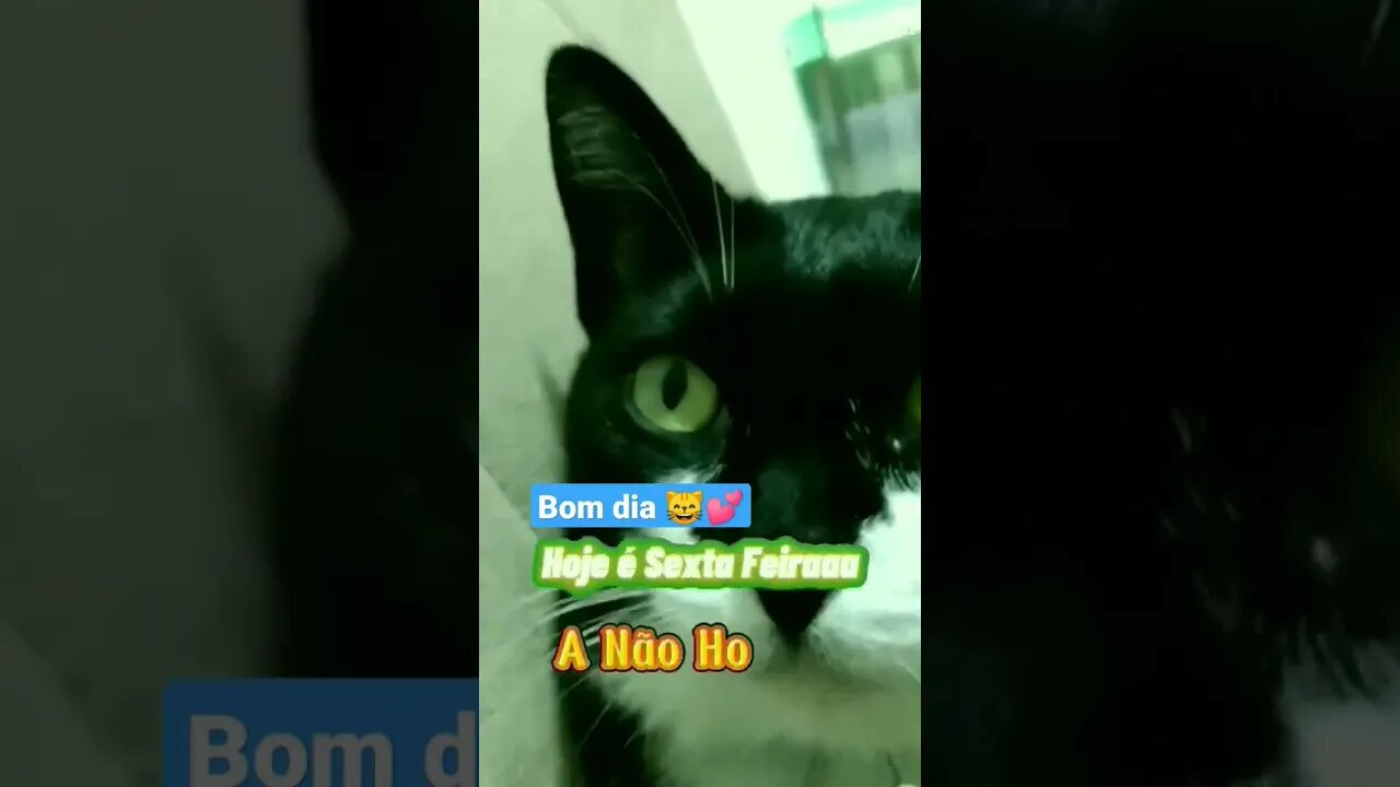 Gato Bartolomeu Tunico 🐱