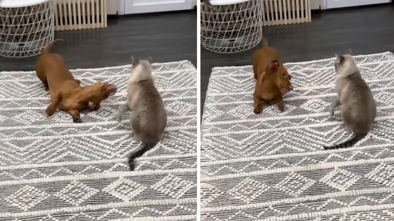 Dachshund Desperately Wants To Befriend Kitty Cat