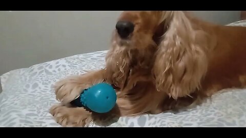 #dogshow , #animals , #dogs