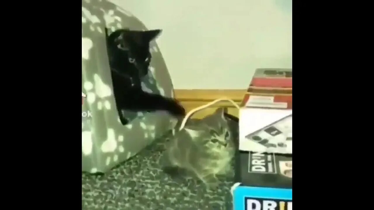 #shortscatsvideos #shorts cats videos#shortspetsvideos #shortspetsvideos #shortsanimalsvideos
