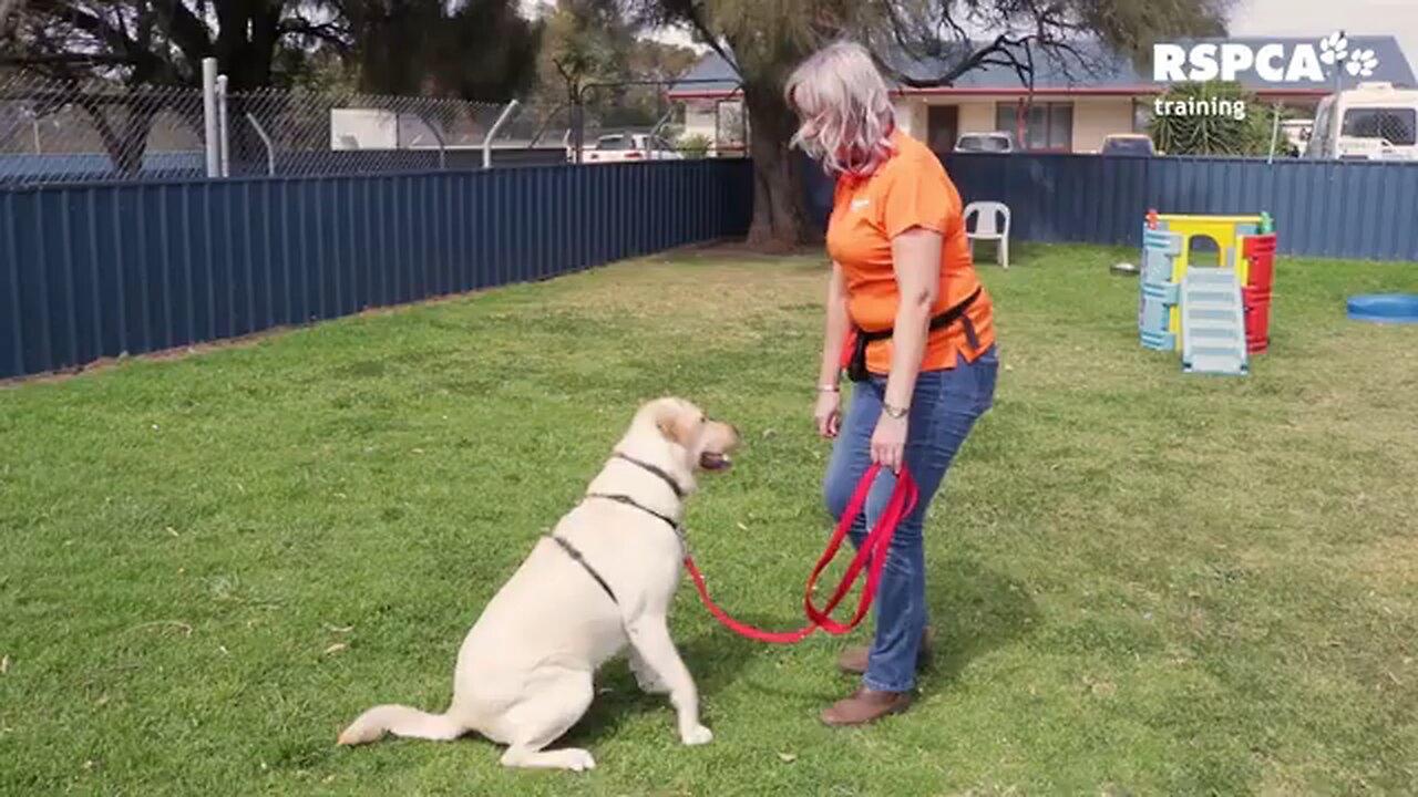 dog training