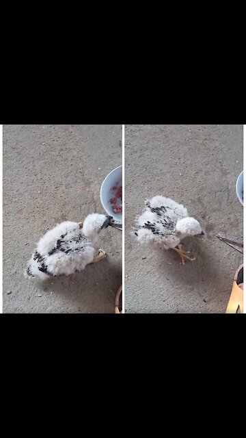 Feeding baby eagle