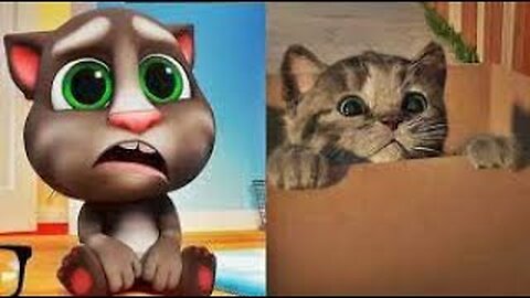 El GATO En La VIDA REAL, Little Kitten My Favorite Cat, Lindo Gatito