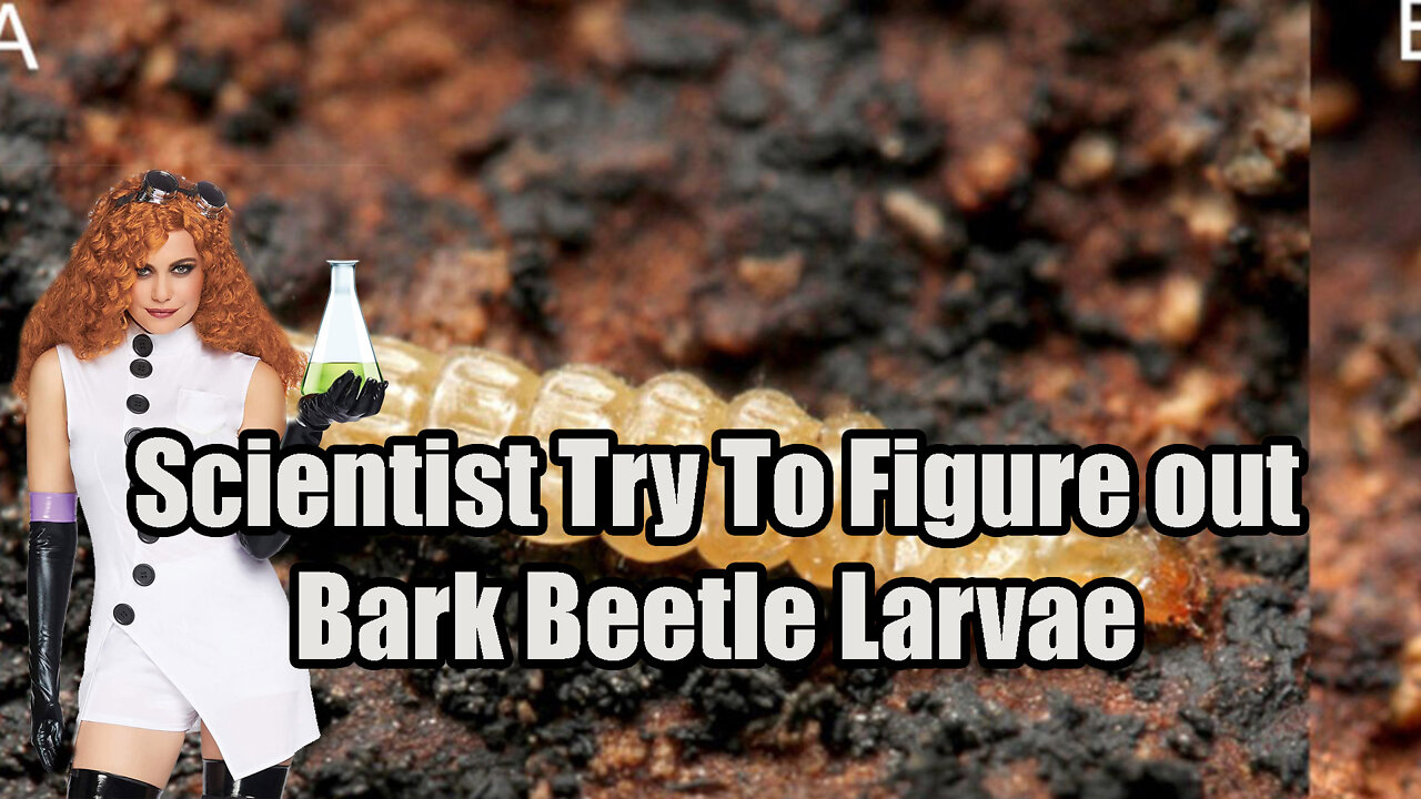 Scientist Try To Explain How Bark Beetle🐞 Larvae Jump