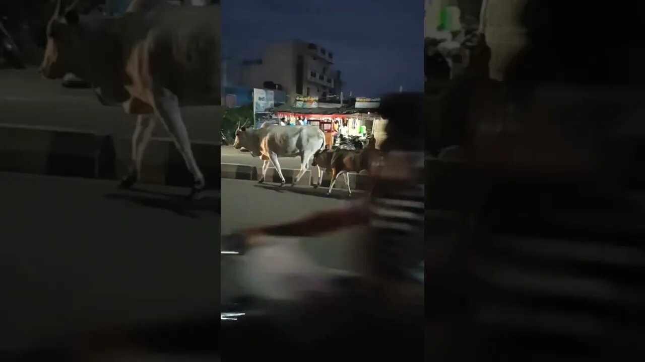 Cow and baby cow walking crossing the road,#shorts,#cow,#babycow,#animallover,#animal,#cowlover