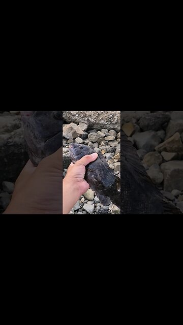 Pretty Big Random Tautog