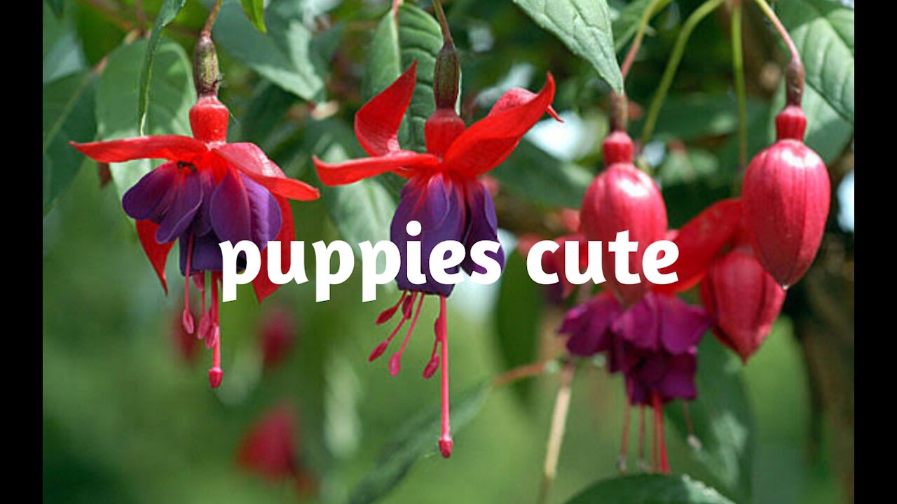 Puppies Cute (HD)