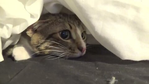 Adorable Little Cat Hides Under the Sheet