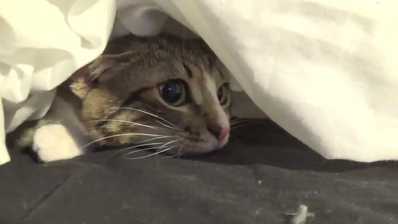 Adorable Little Cat Hides Under the Sheet