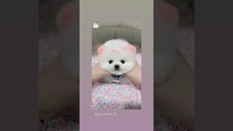#short / #short video