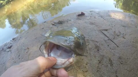 Making fish talk again