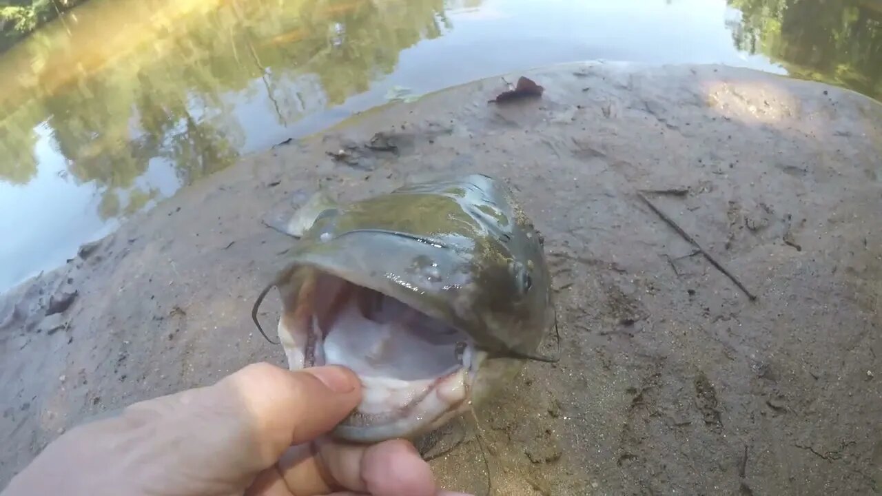 Making fish talk again