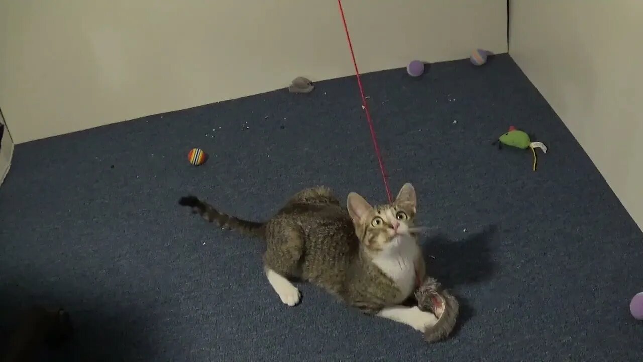 Small Cat Plays with His Favorite Toy