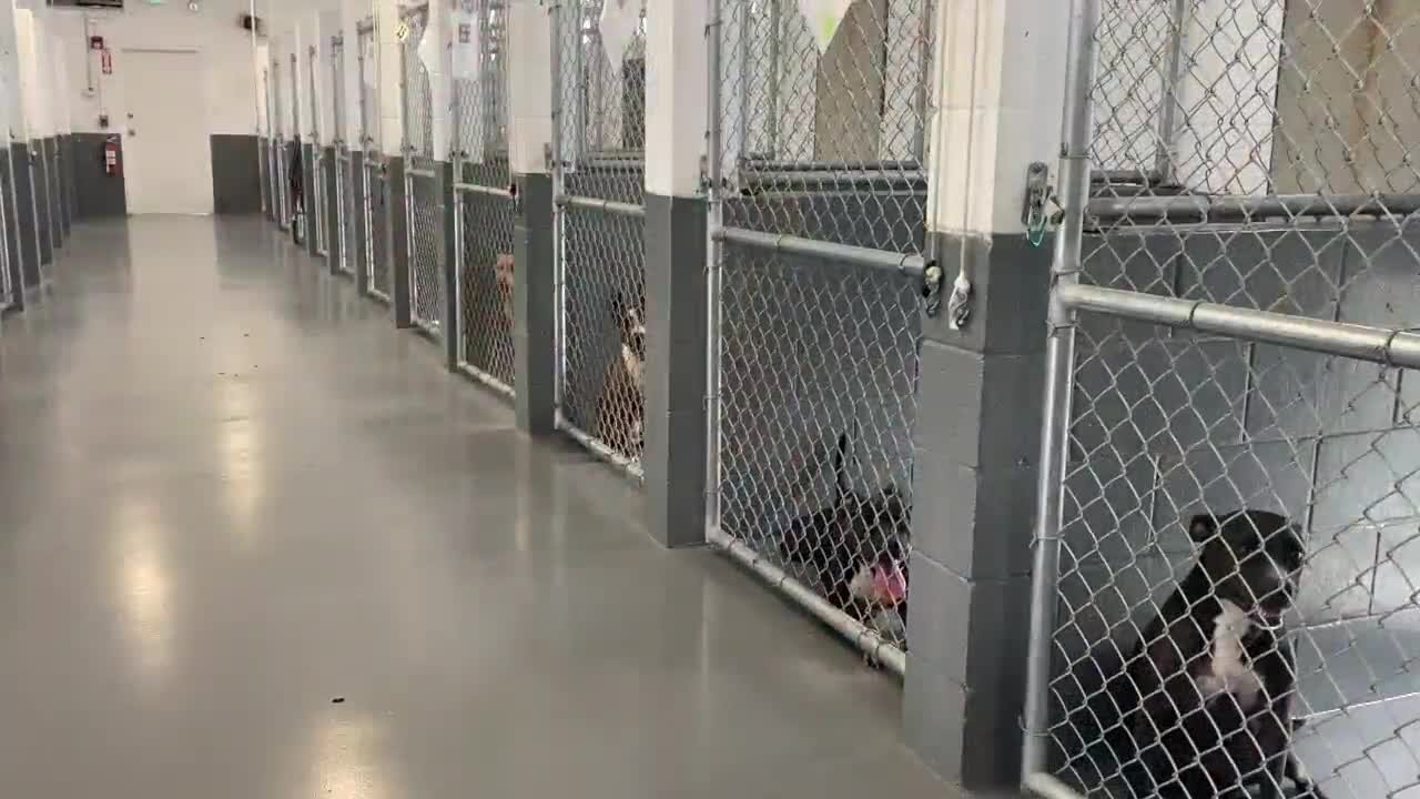 New animal shelter opening to public for adoptions looks forward to 'fresh start' in Fort Pierce