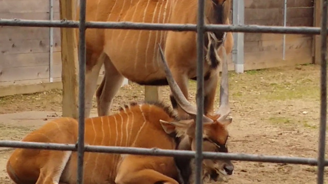 Wildebeest Cleans His Ear With Another Wildebeest's Horn, Then Eats It!