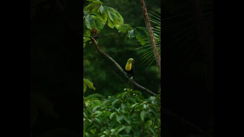 Lindo tucano na natureza