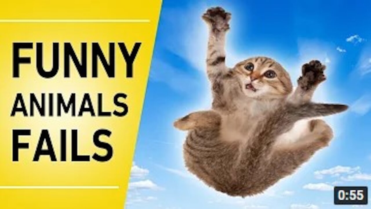 Funny Animals Fails