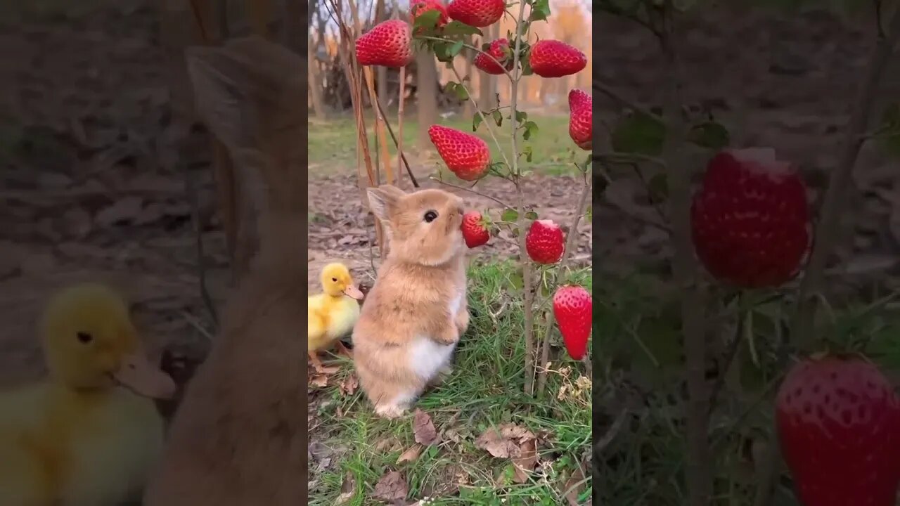 Rabbit is happily eating the strawberry and the duckling is watching it