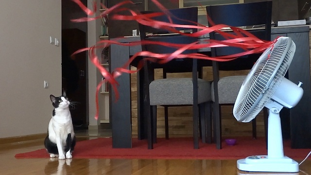 Coco the cat takes on blowing ribbons