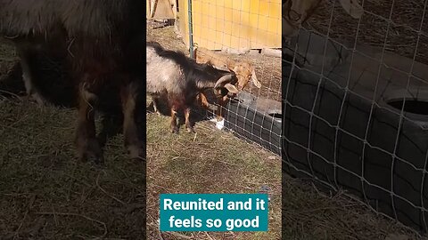 Reunited And It Feels SO GOOD! #shorts