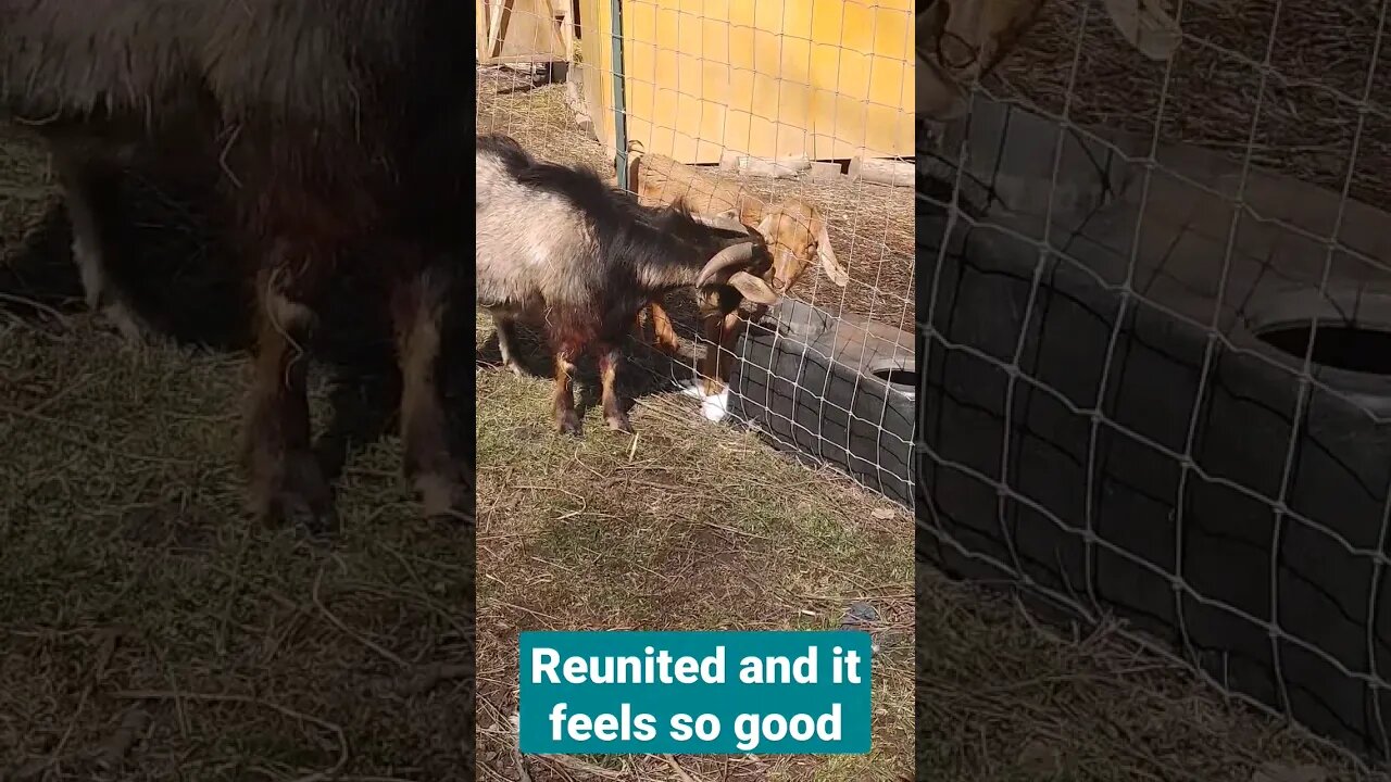 Reunited And It Feels SO GOOD! #shorts