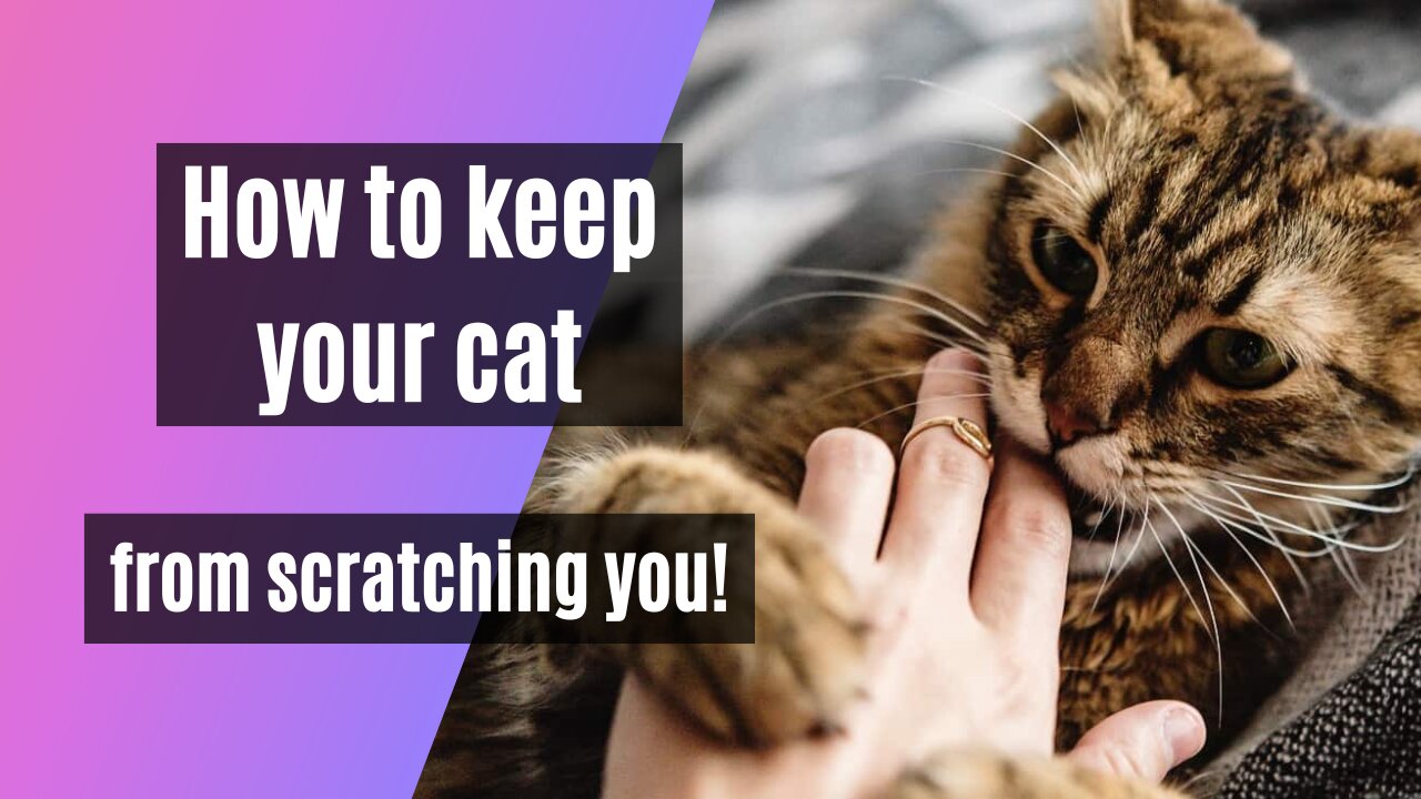 How to Train your Cat Not to Scratch You