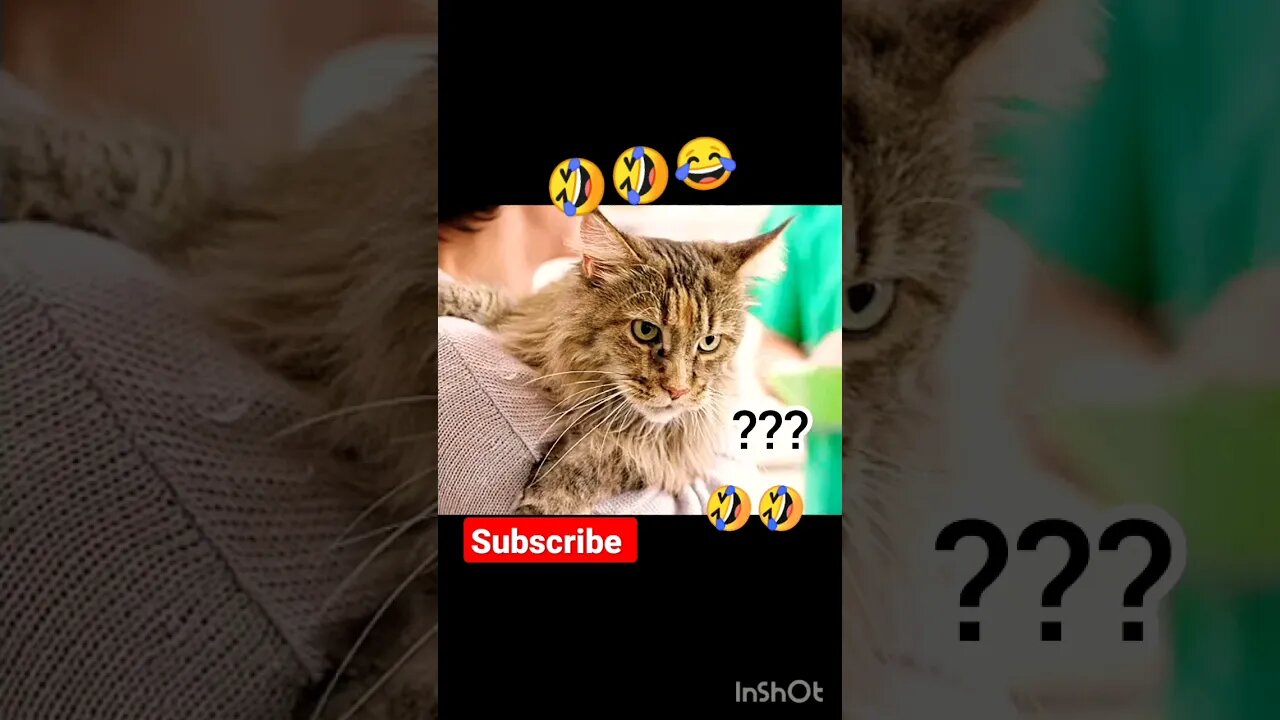 Funny cat 🤣🤣🤣 | ua58sb #shorts #cat #animals #funnyanimals @Funny_Animals