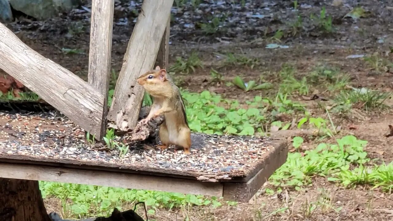 Calvin the Chipmunk and Friends?