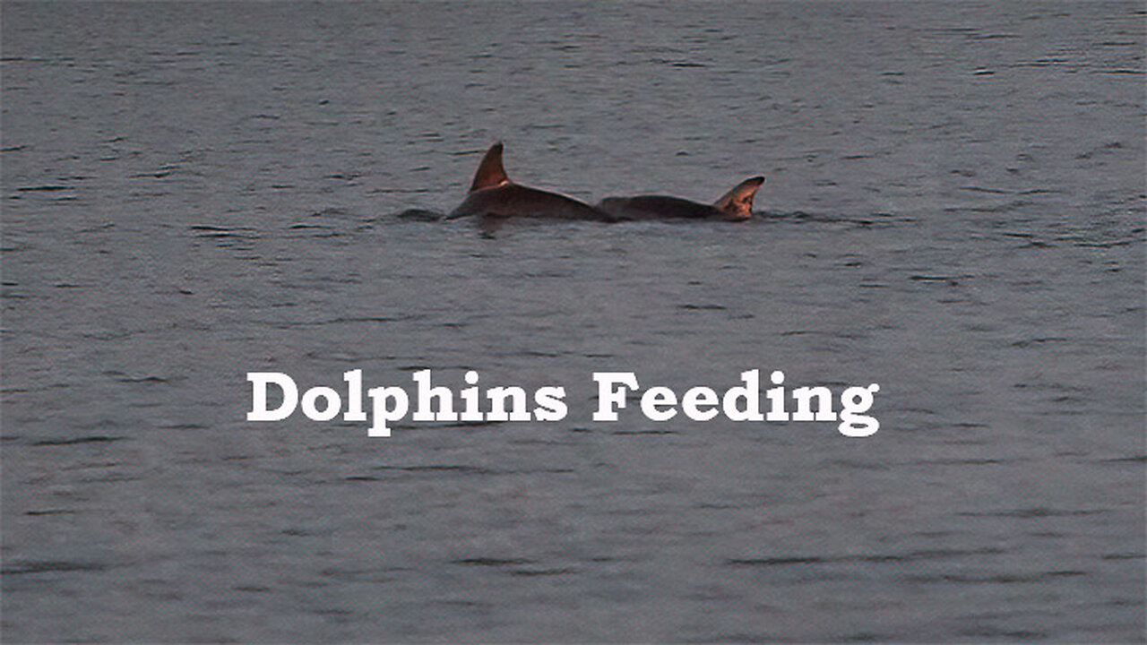Dolphins Feeding In the Intercoastal.