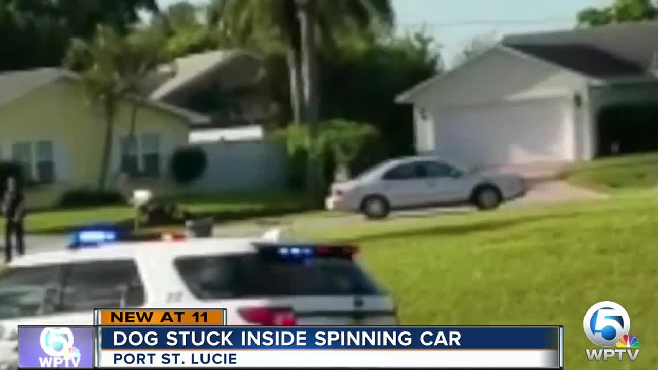 Dog stuck inside spinning car in Port St. Lucie