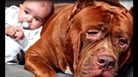 Dog does not like babysitter. You won't believe why!