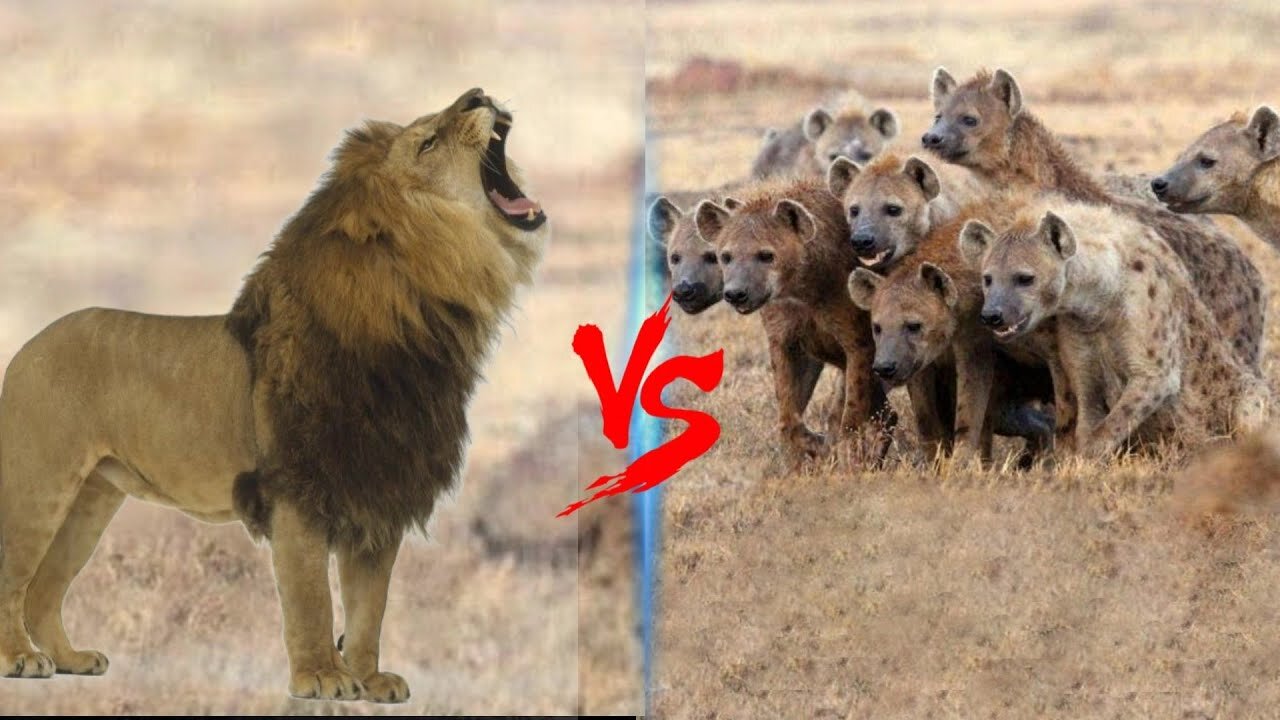 Male Lion VS Hyena