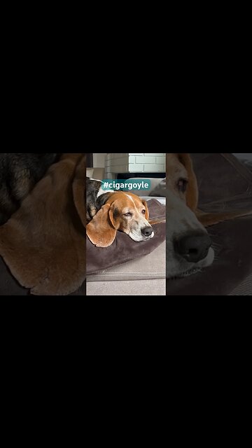 A really dumb play on words #cigargoyle #dog #cigar #cigars