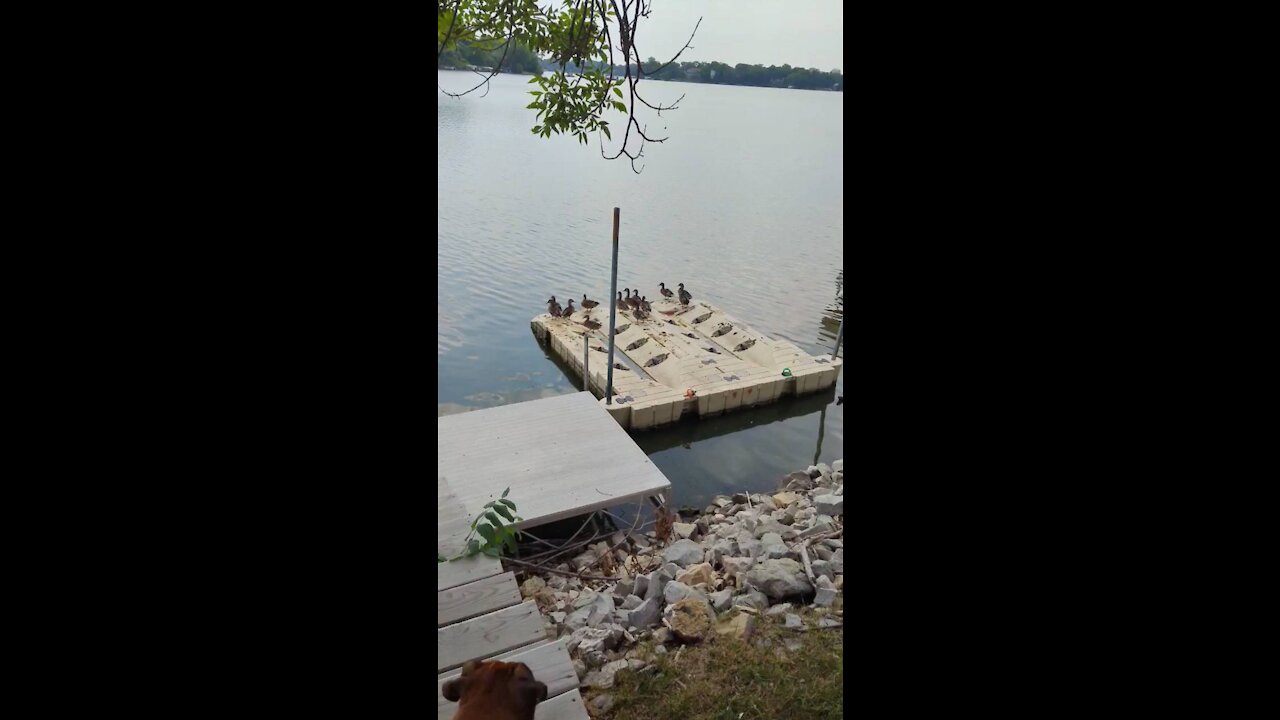 Ducks on the lake in Albert Lea Minnesota