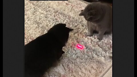 The moment your cat realizes the truth about the red dot