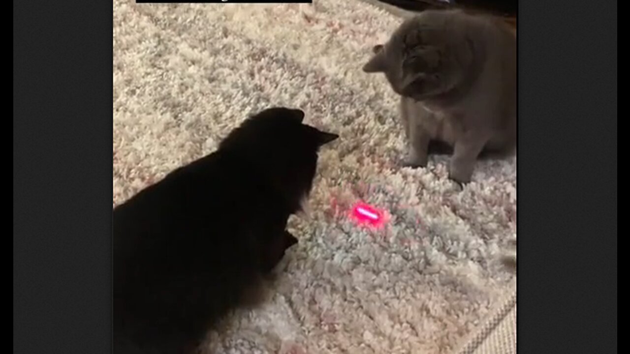 The moment your cat realizes the truth about the red dot