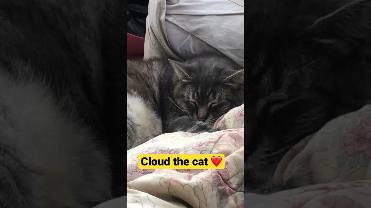 Cloud the cat ❤️❤️