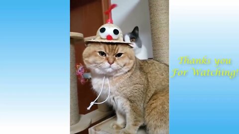 Funny Animal Video to you relax and have fun!