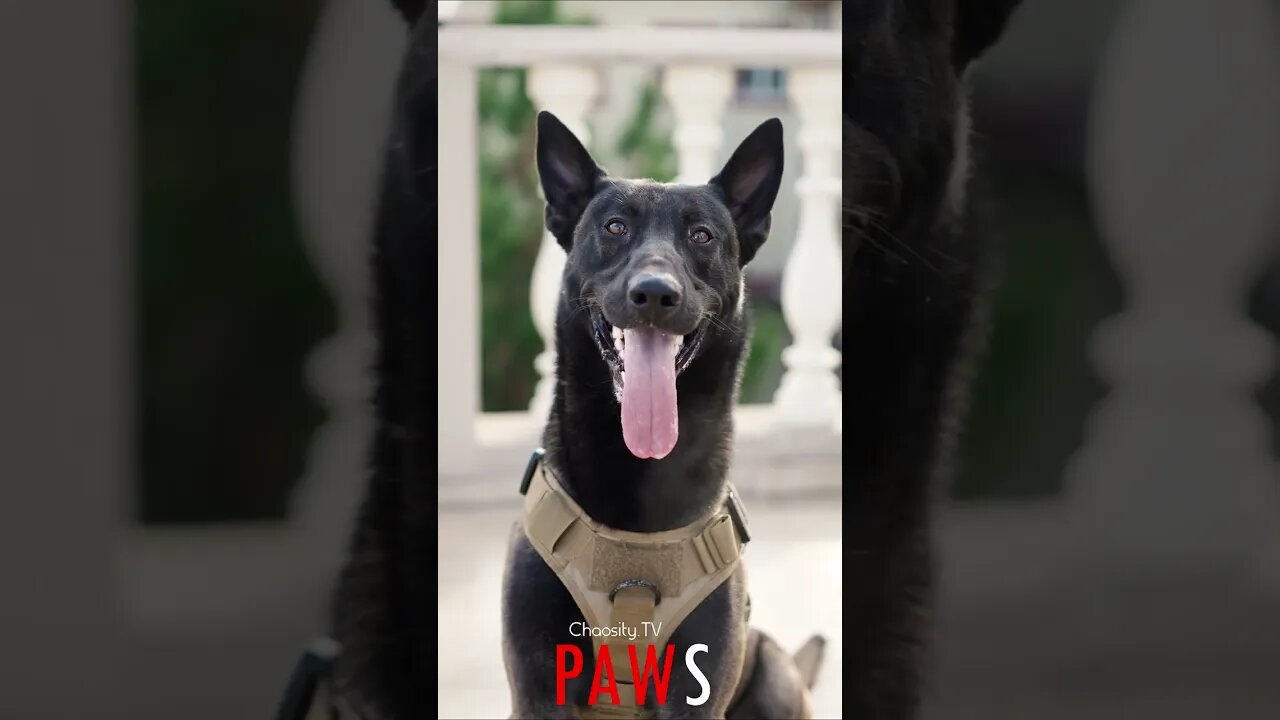 #PAWS - Service Doggy