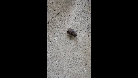 Cicada Troubles