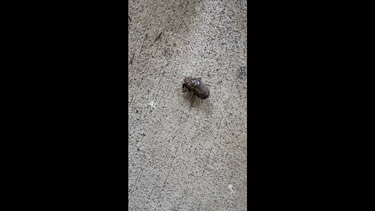 Cicada Troubles