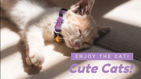 Cute and funny cats moments