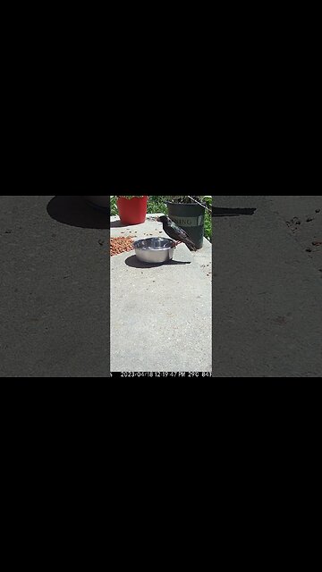 The Starling Drinks The Water! 🐦