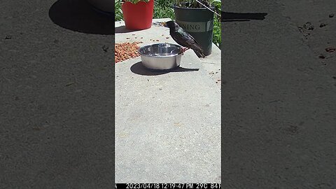 The Starling Drinks The Water! 🐦