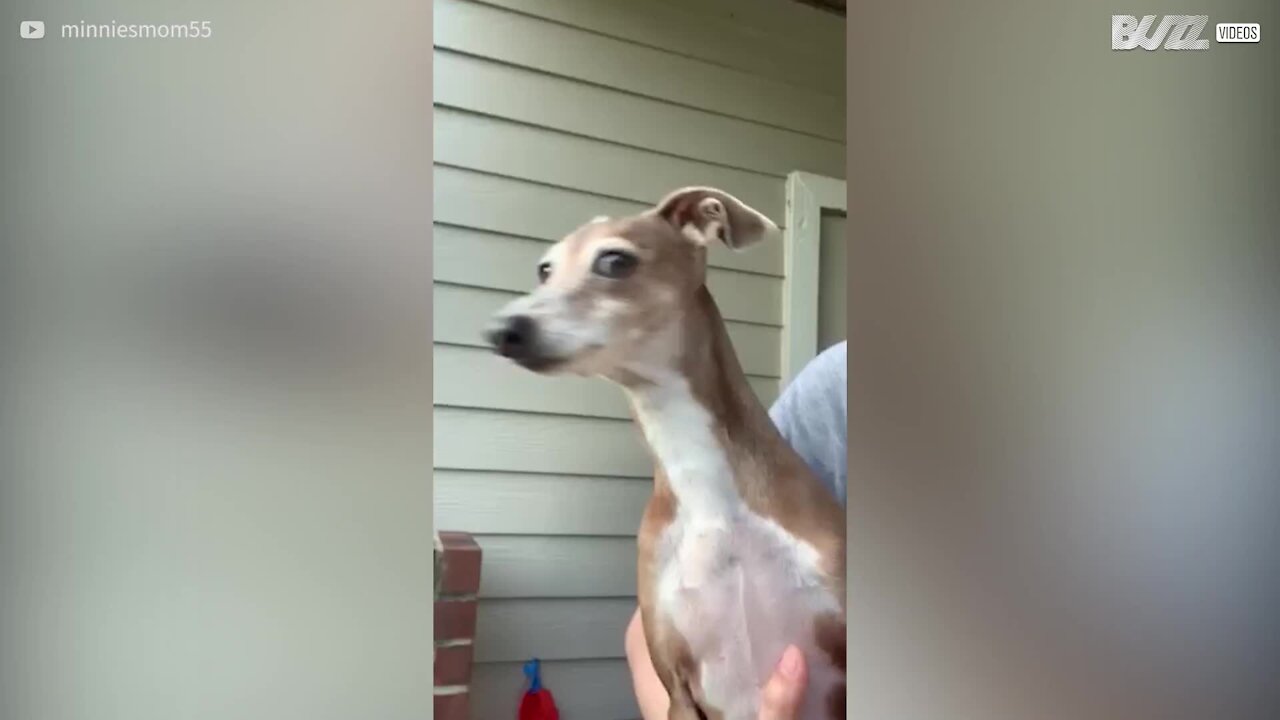 Cadela começa a ganir sempre que vê outros cães!