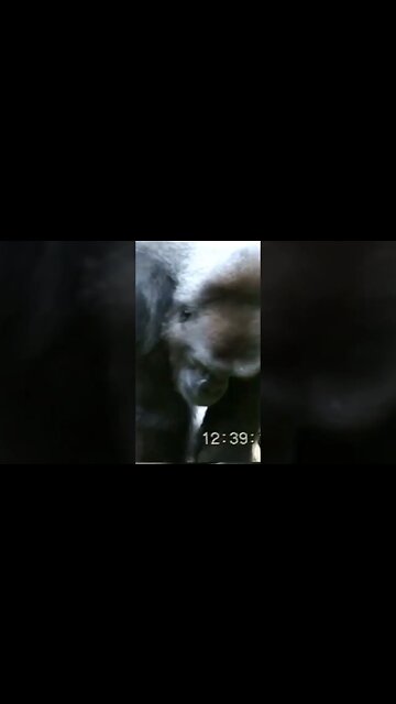 Gorilla throws dirt #packyourbag #sanfrancisco #zoo